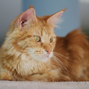 chat Maine coon red blotched tabby RUBIA HACOONA MAMATOU
